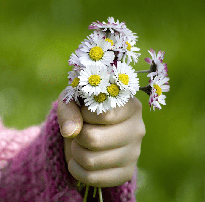 Daisies1-688x675