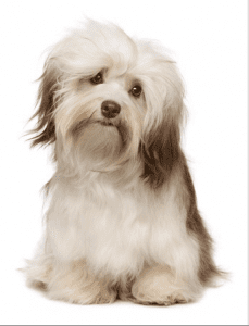 Pet-dog-229x300